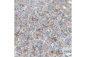 Immunohistochemical staining (Formalin-fixed paraffin-embedded sections) of human salivary gland with MFI2 polyclonal antibody  shows strong membranous positivity in glandular cells.