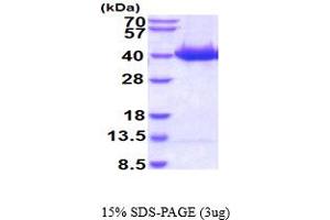 SDS-PAGE (SDS) image for serine/threonine Kinase 3 (STK3) (AA 1-322) protein (His tag) (ABIN5854717) (STK3 Protein (AA 1-322) (His tag))