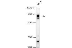 Western blot analysis of extracts of DU145 cells, using Axl antibody (ABIN7265803) at 1:1000 dilution.