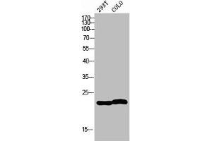 Western blot analysis of 293T COLO using MRP-L35 antibody. (MRPL35 Antikörper  (Internal Region))