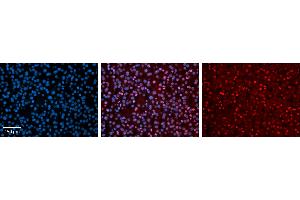 Immunohistochemistry (IHC) image for anti-Nuclear Receptor Subfamily 2, Group F, Member 6 (NR2F6) (N-Term) antibody (ABIN2779525)