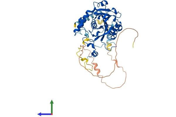 METTL14 Protein (AA 1-456) (His tag)