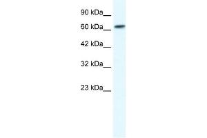 GABRB2 antibody used at 1. (GABRB2 Antikörper)