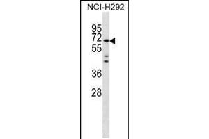 Western blot analysis in NCI-H292 cell line lysates (35ug/lane). (MIER3 Antikörper  (AA 284-312))