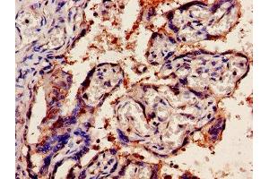 IHC image of ABIN7162378 diluted at 1:1200 and staining in paraffin-embedded human placenta tissue performed on a Leica BondTM system. (OLR1 Antikörper  (AA 58-273))