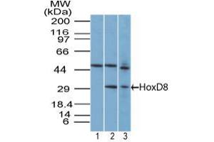 Image no. 1 for anti-Homeobox D8 (HOXD8) (AA 250-300) antibody (ABIN960215) (HOXD8 Antikörper  (AA 250-300))