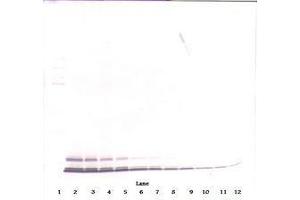 Image no. 1 for anti-Chemokine (C-C Motif) Ligand 5 (CCL5) antibody (ABIN465680) (CCL5 Antikörper)