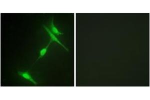 Immunofluorescence analysis of NIH-3T3 cells, using JIP1 (Ab-103) Antibody. (MAPK8IP1 Antikörper  (AA 69-118))