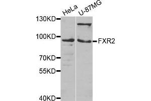 Western blot analysis of extracts of various cell lines, using FXR2 antibody. (FXR2 Antikörper  (AA 550-650))