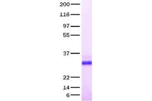 Validation with Western Blot (BMP7 Protein)