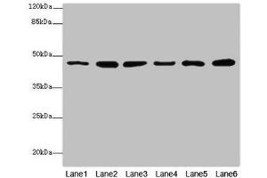 Western blot All lanes: MPI antibody at 5. (MPI Antikörper  (AA 1-423))