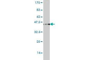 Western Blot detection against Immunogen (37. (STAP1 Antikörper  (AA 186-293))