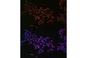 Immunofluorescence (IF) image for anti-Growth Factor Receptor-Bound Protein 2 (GRB2) antibody (ABIN7267518)