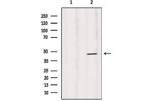 Western blot analysis of extracts from Rat heart, using Caspase 1 (Phospho-Ser376) Antibody.