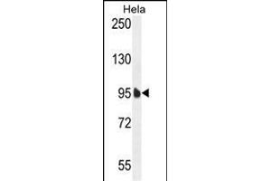 EFTUD1 Antibody (C-term) (ABIN654331 and ABIN2844107) western blot analysis in Hela cell line lysates (35 μg/lane). (EFTUD1 Antikörper  (C-Term))