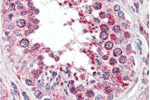 ABIN334378 (2. (COX IV Antikörper  (C-Term))