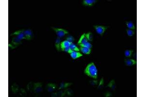Immunofluorescence staining of Hela cells with ABIN7153501 at 1:100, counter-stained with DAPI. (GABRG2 Antikörper  (AA 42-108))
