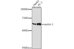 Western blot analysis of extracts of various cell lines, using sestrin 1 Rabbit mAb (ABIN7270259) at 1:1000 dilution.
