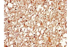 IHC image of ABIN7144516 diluted at 1:370 and staining in paraffin-embedded human brain tissue performed on a Leica BondTM system. (Aquaporin 4 Antikörper  (AA 253-323))