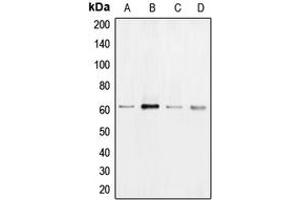 Western blot analysis of B-RAF expression in HeLa (A), A431 (B), Jurkat (C), PC12 (D) whole cell lysates.