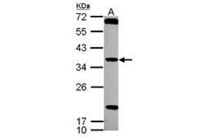 Image no. 1 for anti-Testis Specific Serine Kinase 4 (TSSK4) (AA 100-328) antibody (ABIN1501544) (TSSK4 Antikörper  (AA 100-328))