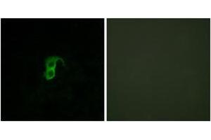 Immunofluorescence (IF) image for anti-G Protein-Coupled Receptor 87 (GPR87) (AA 221-270) antibody (ABIN2890880) (GPR87 Antikörper  (AA 221-270))