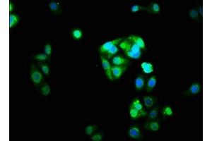 Immunofluorescence staining of HepG2 cells with ABIN7161203 at 1:33, counter-stained with DAPI. (NRL Antikörper  (AA 24-124))