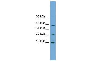WB Suggested Anti-CHCHD8 Antibody Titration: 0. (COA4 Antikörper  (Middle Region))
