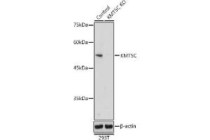 Western blot analysis of extracts from normal (control) and KMT5C Rabbit pAb knockout (KO) 293T cells, using KMT5C Rabbit pAb antibody (ABIN7270649) at 1:500 dilution.