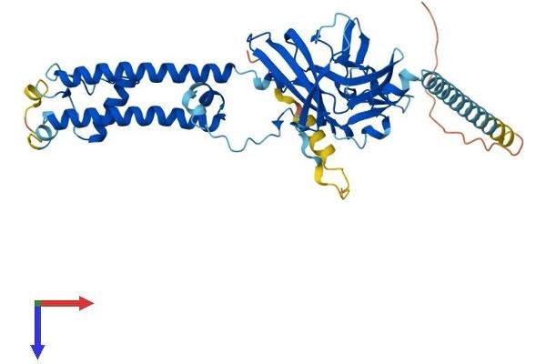 KCNJ8 Protein (AA 1-424) (His tag)