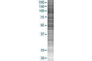 MRPL43 transfected lysate. (MRPL43 293T Cell Transient Overexpression Lysate(Denatured))