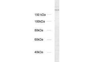UNC13A/Munc13-1 Antikörper  (AA 3-317)