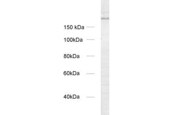 UNC13A/Munc13-1 Antikörper  (AA 3-317)