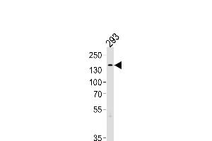 TSC2 Antibody (Center /) (ABIN1881946 and ABIN2838963) western blot analysis in 293 cell line lysates (35 μg/lane). (Tuberin Antikörper  (AA 1397-1426))