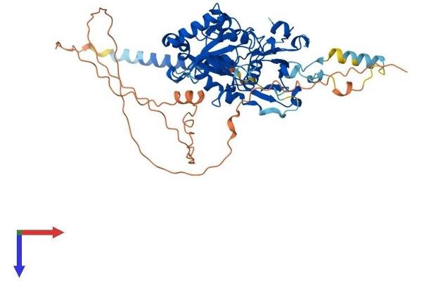 CD15 Protein (AA 1-530) (His tag)