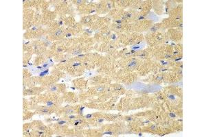 Immunohistochemistry of paraffin-embedded Mouse heart using HAX1 Polyclonal Antibody at dilution of 1:100 (40x lens). (HAX1 Antikörper)