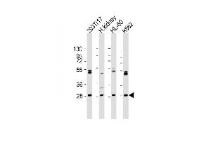 Western Blotting (WB) image for anti-ARV1 Homolog (ARV1) (AA 23-51), (N-Term) antibody (ABIN654612)