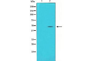 Western blot analysis on HuvEc cell lysate using Connexin 43 Antibody,The lane on the left is treated with the antigen-specific peptide. (Connexin 43/GJA1 Antikörper  (Internal Region))