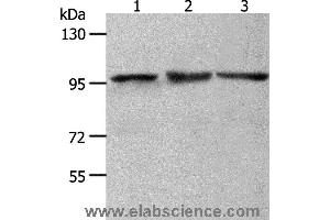Western blot analysis of NIH/3T3, Hela and K562 cell, using MCM4 Polyclonal Antibody at dilution of 1:700 (MCM4 Antikörper)