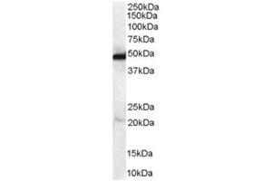 Image no. 1 for anti-N-Myc Downstream Regulated 1 (NDRG1) (C-Term) antibody (ABIN374281) (NDRG1 Antikörper  (C-Term))