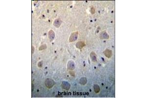 PTN Antibody (N-term) (ABIN392210 and ABIN2841908) immunohistochemistry analysis in formalin fixed and paraffin embedded human brain tissue followed by peroxidase conjugation of the secondary antibody and DAB staining. (Pleiotrophin Antikörper  (N-Term))