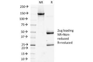 SDS-PAGE Analysis Purified Podoplanin-Monospecific Mouse Monoclonal Antibody (PDPN/1433). (Podoplanin Antikörper  (AA 24-126))
