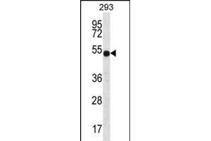 ATP6V1B1 Antibody (C-term) (ABIN656224 and ABIN2845541) western blot analysis in 293 cell line lysates (35 μg/lane). (ATP6V1B1 Antikörper  (C-Term))