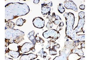 Immunohistochemistry (IHC) image for anti-Tissue Factor Pathway Inhibitor 2 (TFPI2) (AA 70-105), (N-Term) antibody (ABIN5518874)
