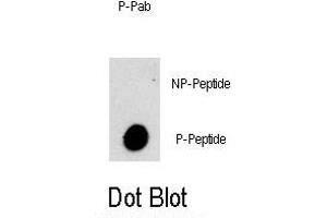Dot blot analysis of Phospho-PI3KC3- Antibody (ABIN389756 and ABIN2839682) on nitrocellulose membrane. (PIK3C3 Antikörper  (pSer282))