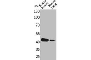 Western Blot analysis of mouse heart mouse lung cells using Actin-α cardiac muscle Polyclonal Antibody (ACTC1 Antikörper  (N-Term))