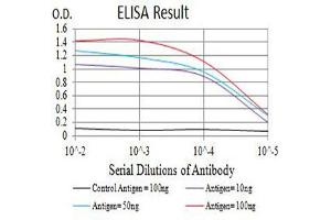 Black line: Control Antigen (100 ng),Purple line: Antigen (10 ng), Blue line: Antigen (50 ng), Red line:Antigen (100 ng) (CD16 Antikörper  (AA 17-208))