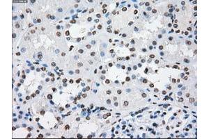 Image no. 3 for anti-P450 (Cytochrome) Oxidoreductase (POR) antibody (ABIN1497746) (POR Antikörper)