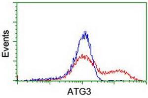 HEK293T cells transfected with either RC203453 overexpress plasmid (Red) or empty vector control plasmid (Blue) were immunostained by anti-ATG3 antibody (ABIN2454919), and then analyzed by flow cytometry. (ATG3 Antikörper)
