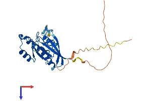 RAB33B Protein (AA 1-229) (His tag)